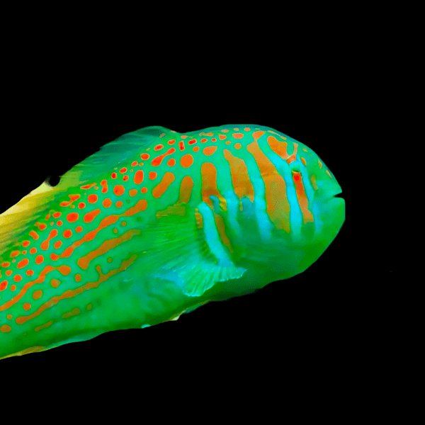 Green Coral Goby Gobiodon Histrio