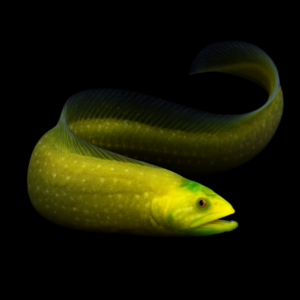 Green Eel Blenny Congrogadus Subducens