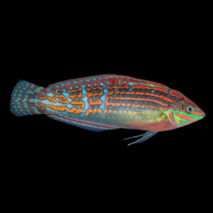 Green Face Wrasse Halichoeres Cosmetus