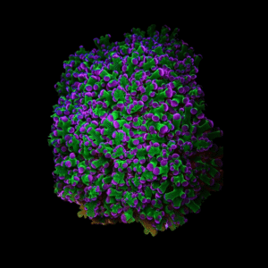 Frogspawn Hard Coral Frag Euphylia Sp