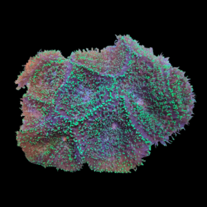 Furry Mushroom Coral Frag Rhodactis Sp