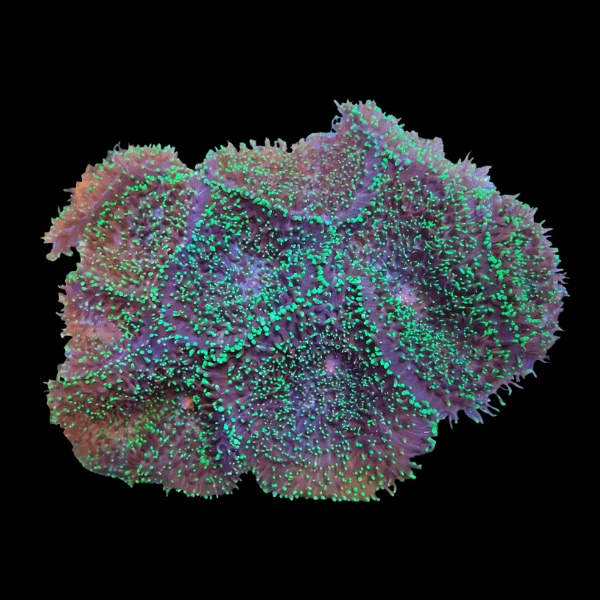 Furry Mushroom Coral Frag Rhodactis Sp