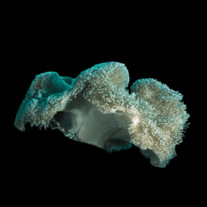 Green Leather Soft Coral Sarcophyton Glaucum