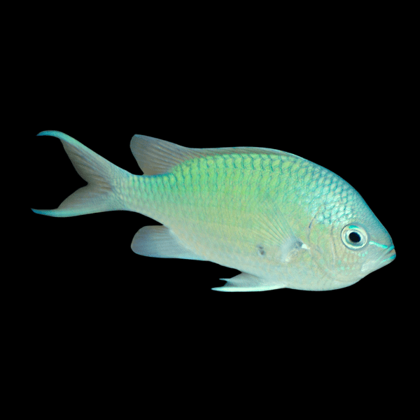Green Reef Chromis Chromis Viridis