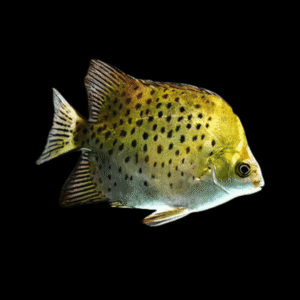 Green Spotted Scat Scatophagus Argus 4cm