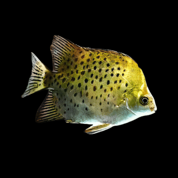 Green Spotted Scat Scatophagus Argus 4cm