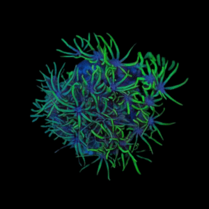 Green Star Polyp Coral Frag Goniopora Sp