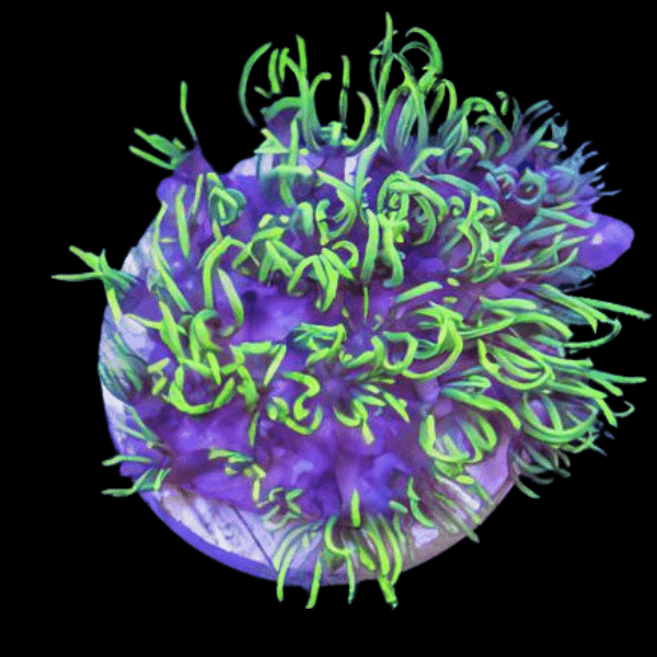 Green Star Polyp Coral Frag Goniopora Sp - Image 2