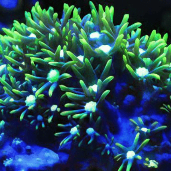 Green Star Polyp Coral Frag Goniopora Sp - Image 4