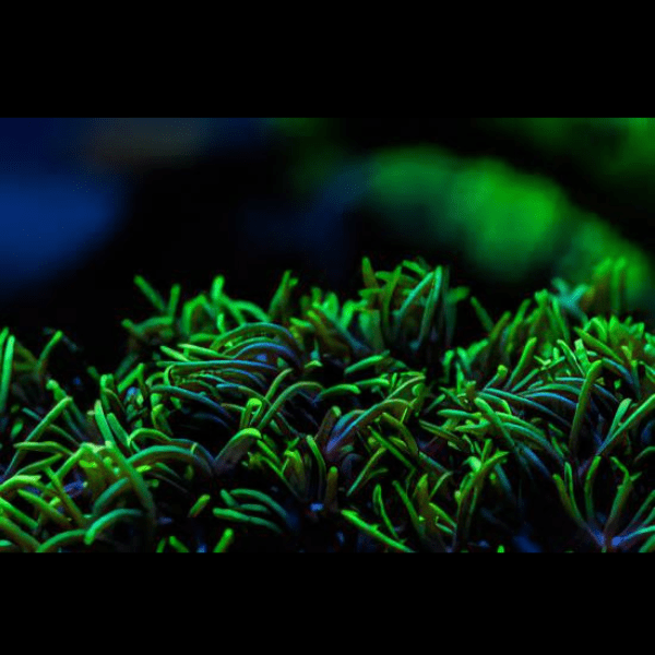 Green Star Polyp Coral Frag Goniopora Sp - Image 6