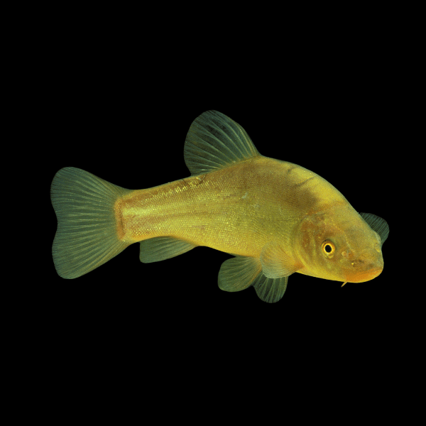 Green Tench Doctor Fish Tinca Tinca 10cm