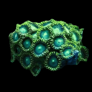 Green Zoa Soft Coral Frag Zoanthus Sp