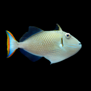 Greeni Trigger Fish Xanthichthys Kiritimati