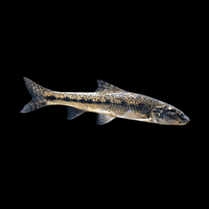 Gudgeon Gobio Gobio 10cm