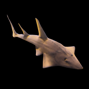 Guitarfish Shovelnose Stingray Rhinobatos Typus