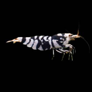 10 x Black Tiger High Grade Shrimp Caridinia Sp 2cm