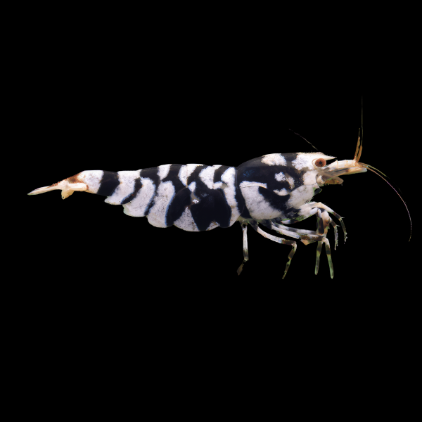 10 x Black Tiger High Grade Shrimp Caridinia Sp 2cm