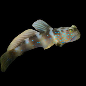 Harbour Goby Cryptocentrus Fasciatus