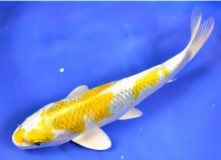 Hariwake Japanese Koi Carp Cyprinus Carpio - Image 7