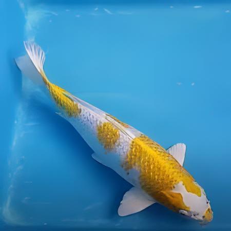 Hariwake Japanese Koi Carp Cyprinus Carpio - Image 6