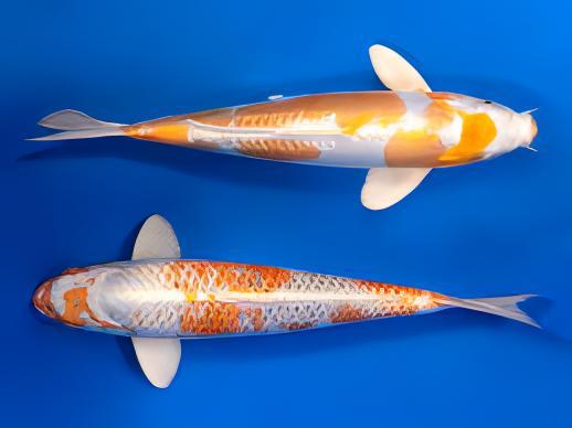 Hariwake Japanese Koi Carp Cyprinus Carpio - Image 5