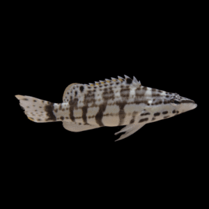 Harlequin Bass Serranus Tigrinus