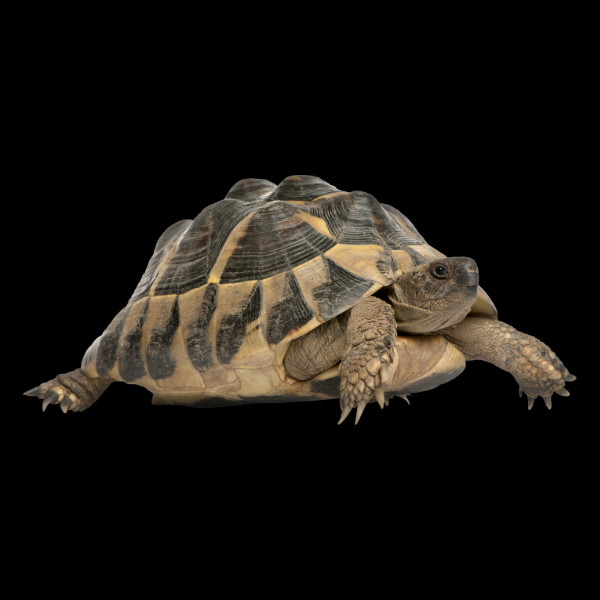 Hermanns Tortoise Testudo Hermanni
Juvenile