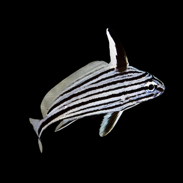 Hi-Hat Sweetlips Equetus Acuminatus