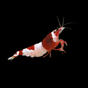 Hinomaru Crystal Red Shrimp Caridina 2cm
