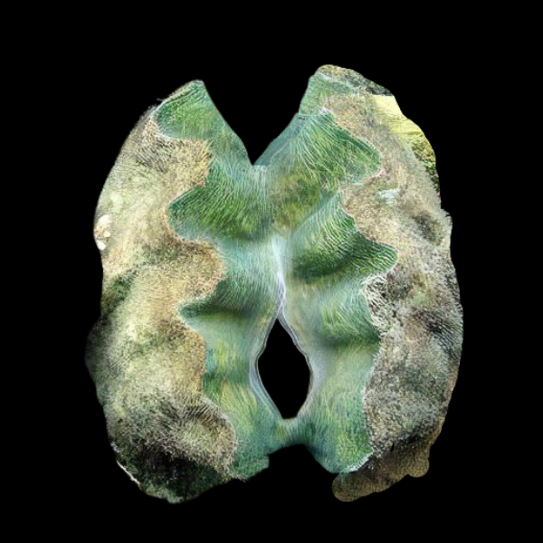 Horse Hoof Clam Hippopus Hippopus