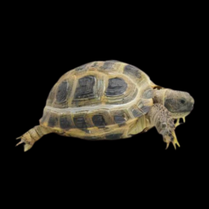 Horsefields Tortoise Testudo Horsfieldii  Juvenile