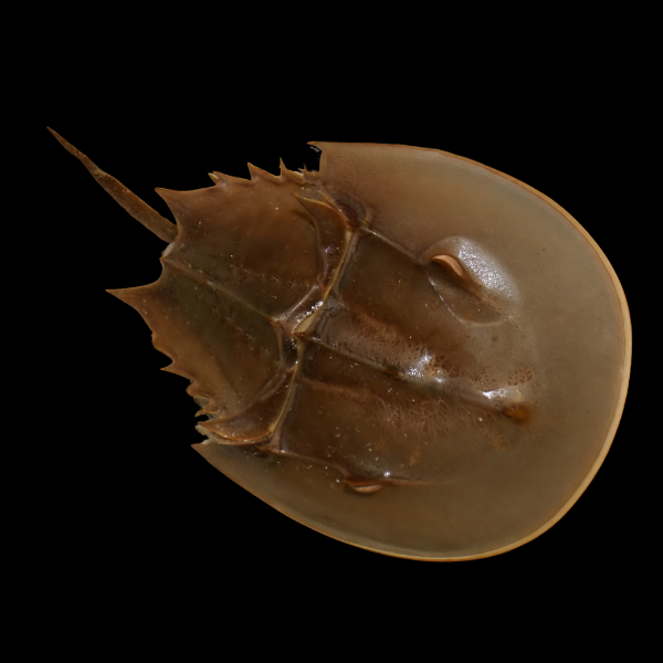 Horseshoe Crab Limulus Polyphemus