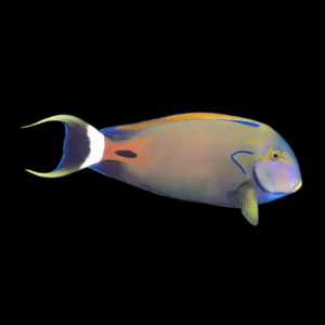 Horseshoe Tang Acanthurus Fowleri