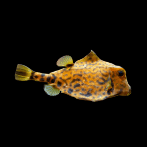 Hovercraft Boxfish Tetrasomus Gibbosus