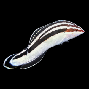 Humbug Clown Wrasse Coris Flavovittata