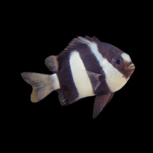 Humbug Whitetail Damsel Chromis Dascyllus Aruanus