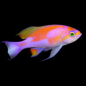 Hutomoi Anthias Pseudanthias Hutomoi