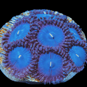 Ice Zoa Soft Coral Frag Zoanthus Sp