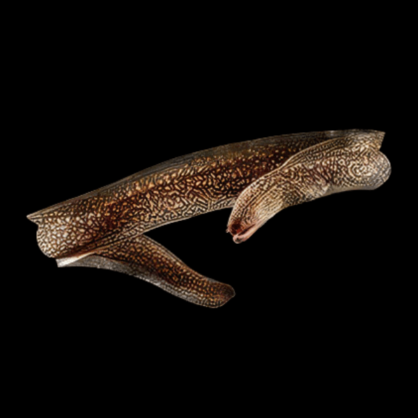 A1 Brackish Indian Mud Moray Eel Gymnothorax Tile 20cm - Auction