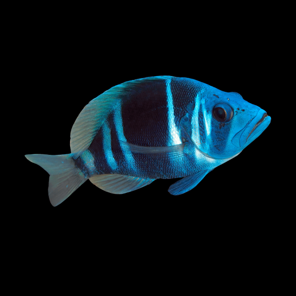 Indigo Hamlet Hypoplectrus Indigo