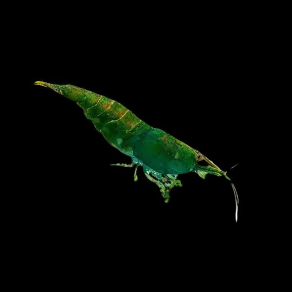 x30 Jade Green Shrimp Neocaridina 2cm – Auction