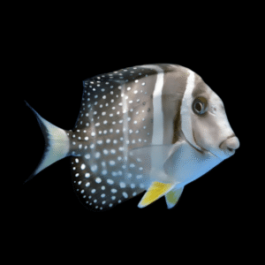 Jewel Guttatus Tang Acanthurus Guttatus