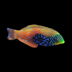 Jewel Peacock Wrasse Macropharyngodon Bipartitus