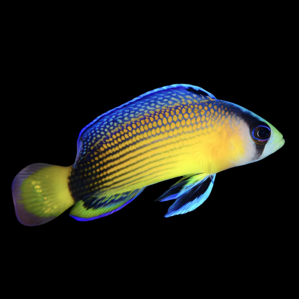 Jewel Pygmy Basslet Manonichthys Splendens