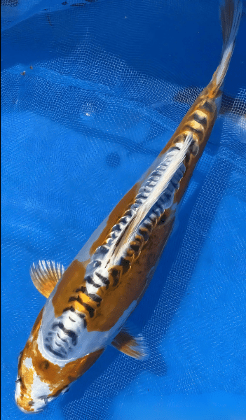 Kin Kikokuryu Japanese Koi Carp Cyprinus Carpio - Image 6