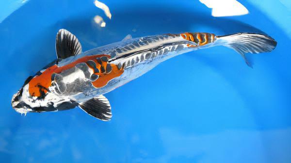 Kin Kikokuryu Japanese Koi Carp Cyprinus Carpio - Image 8