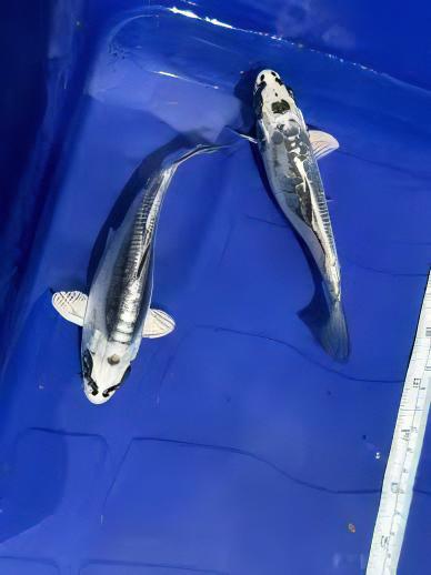 Kin Kikokuryu Japanese Koi Carp Cyprinus Carpio - Image 9