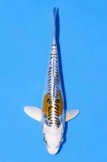 Kin Kikokuryu Japanese Koi Carp Cyprinus Carpio - Image 5