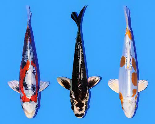 Kin Kikokuryu Japanese Koi Carp Cyprinus Carpio - Image 7