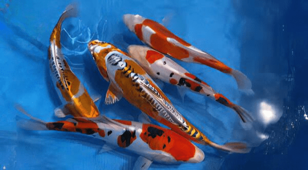 Kin Kikokuryu Japanese Koi Carp Cyprinus Carpio - Image 10